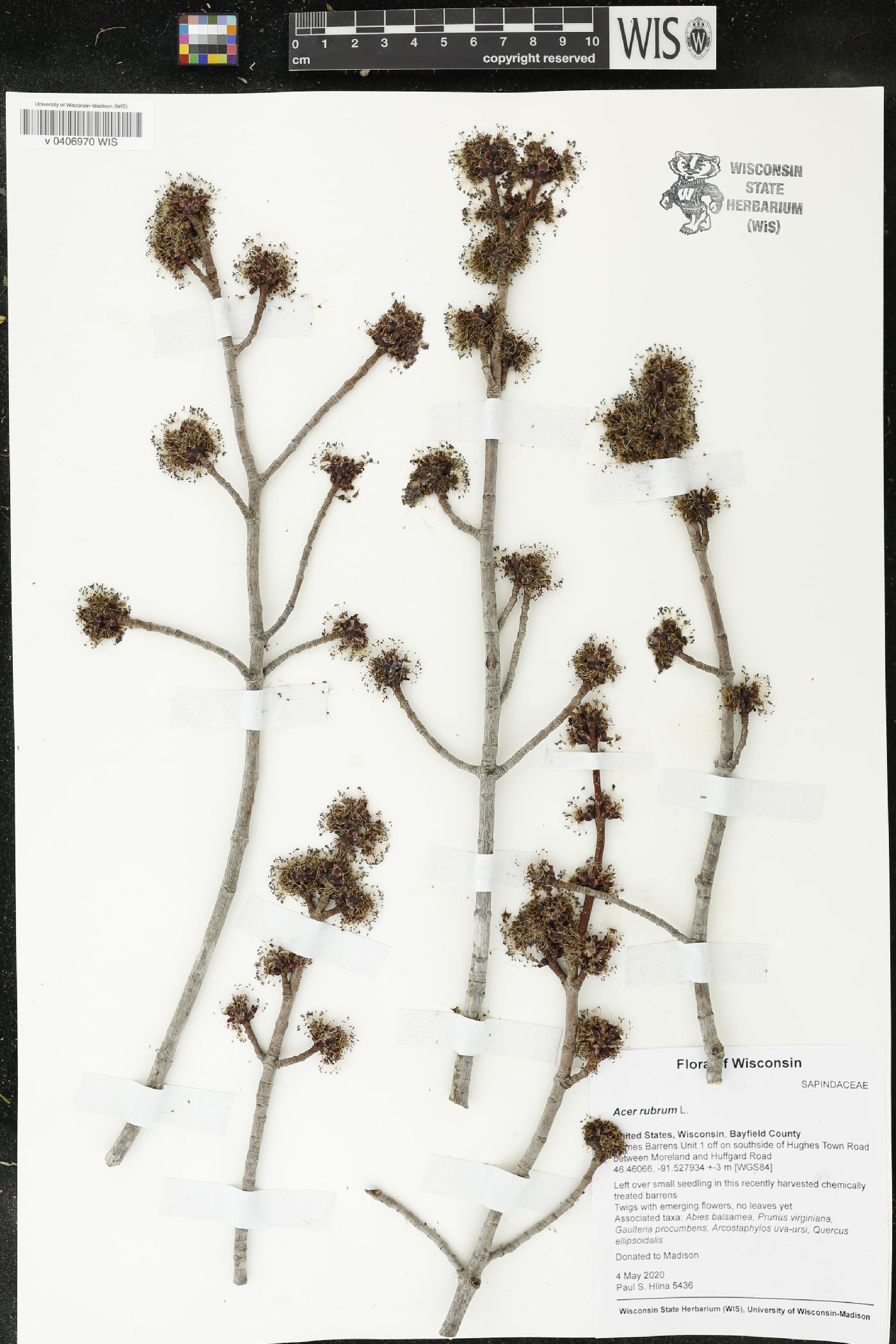 Acer rubrum image