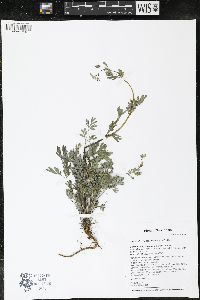 Capnoides sempervirens image