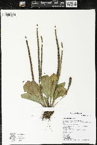 Plantago rugelii image