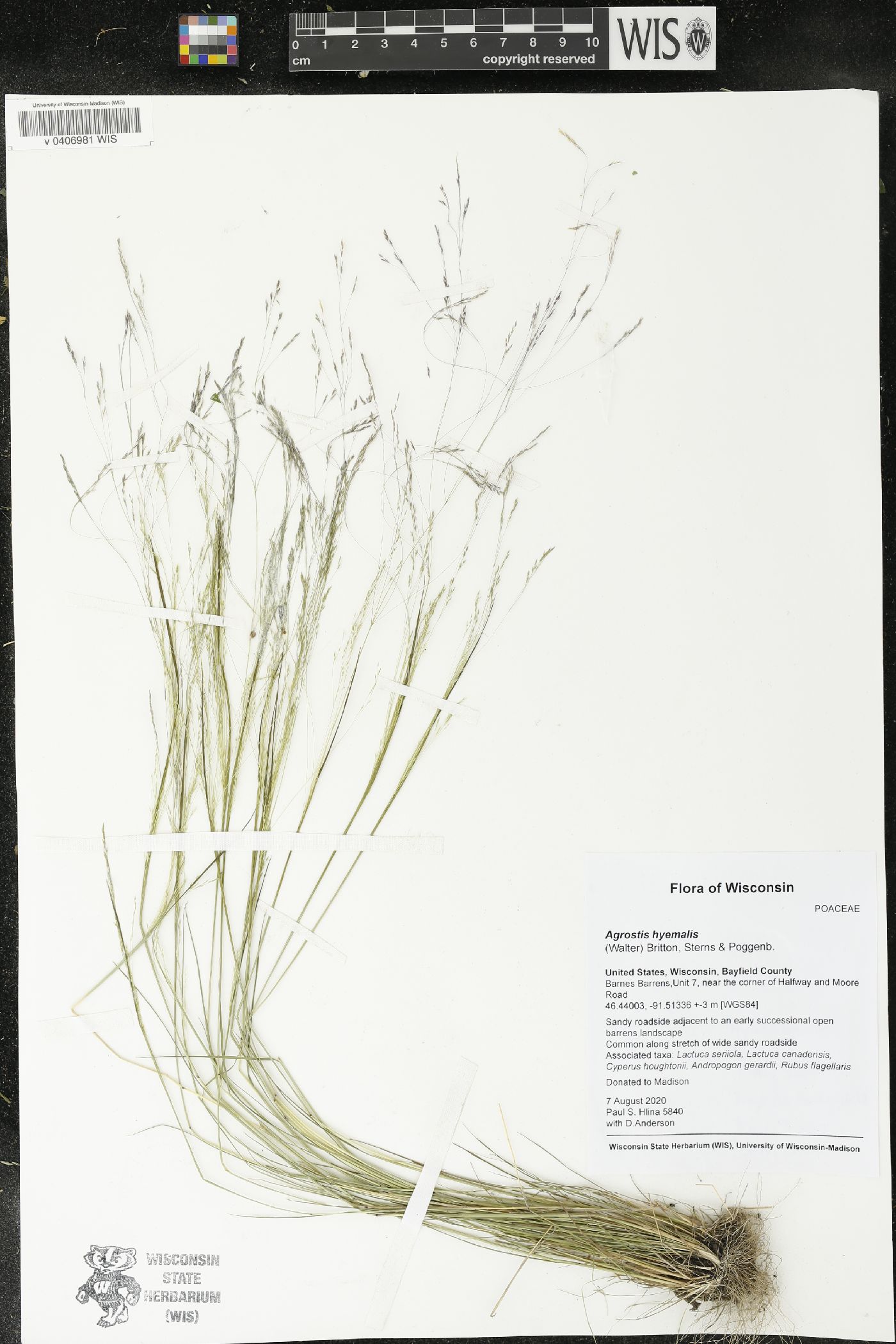 Agrostis hyemalis image