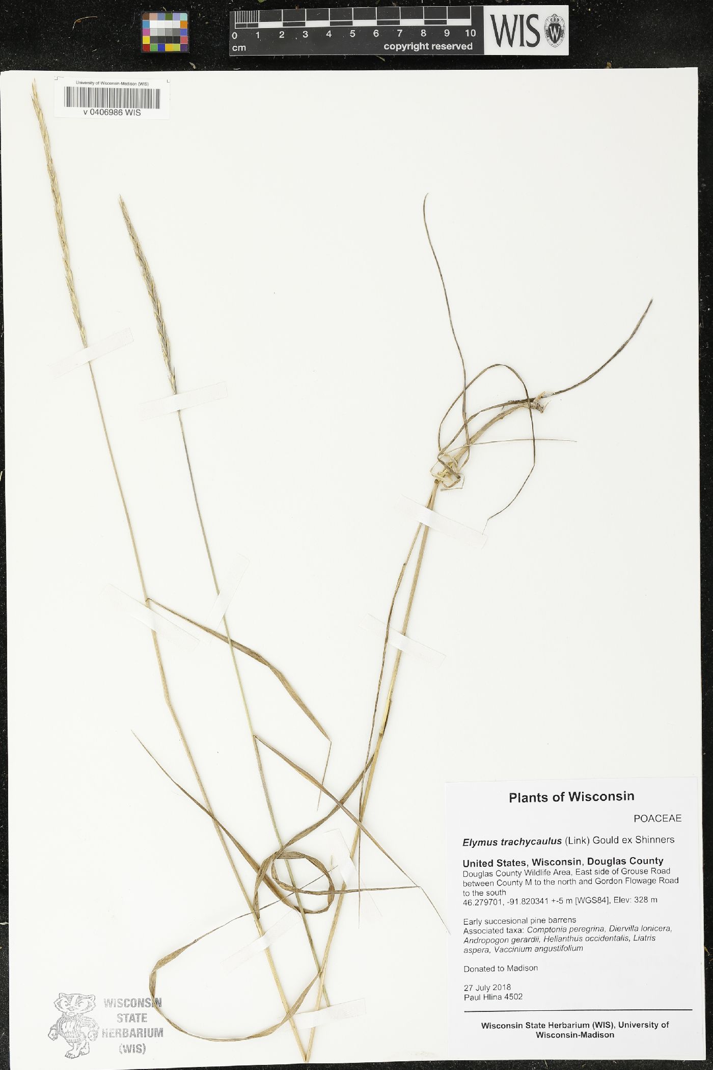 Elymus trachycaulus image