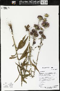 Liatris aspera image