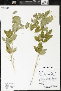 Lathyrus venosus image