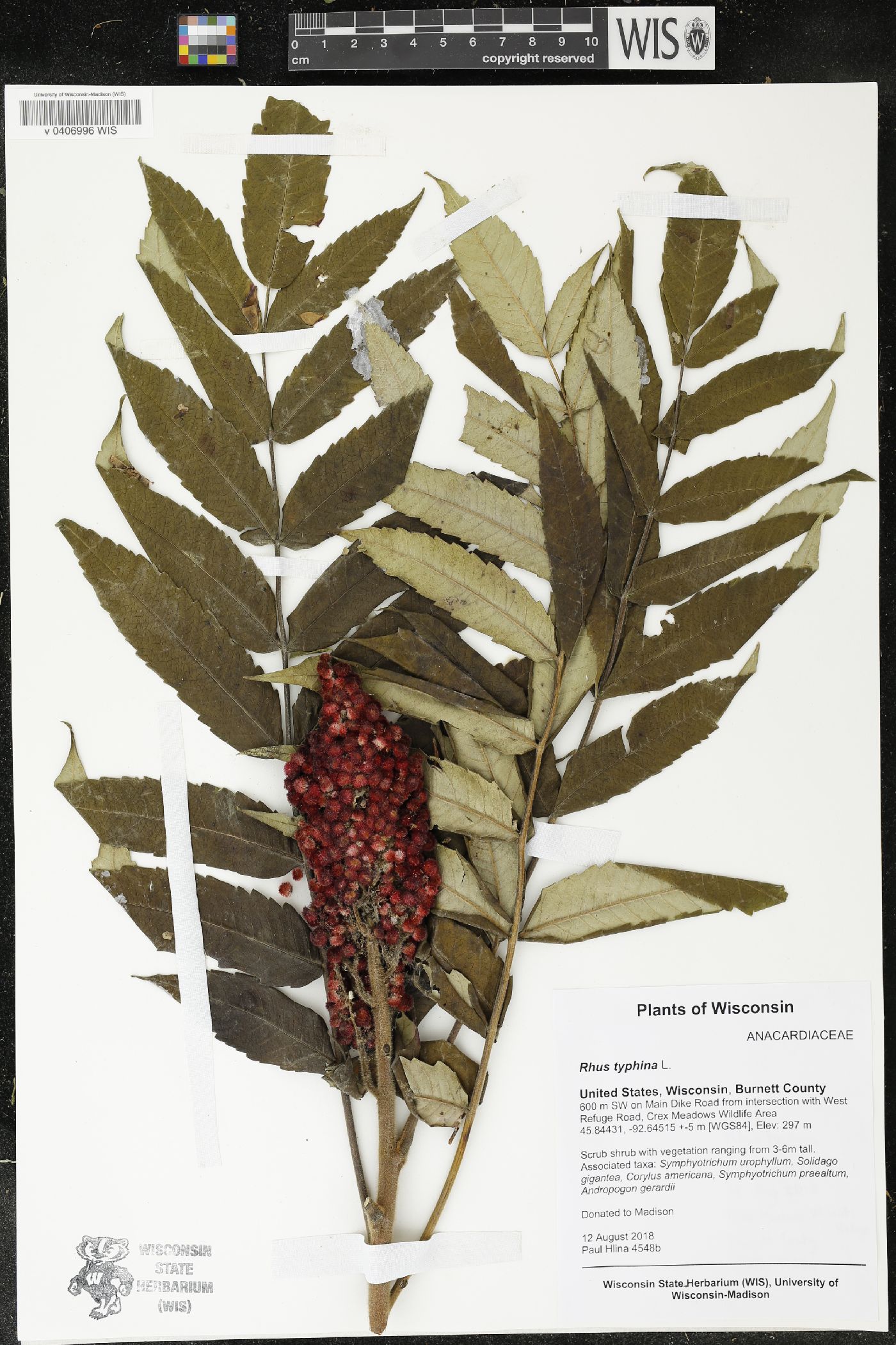 Rhus typhina image