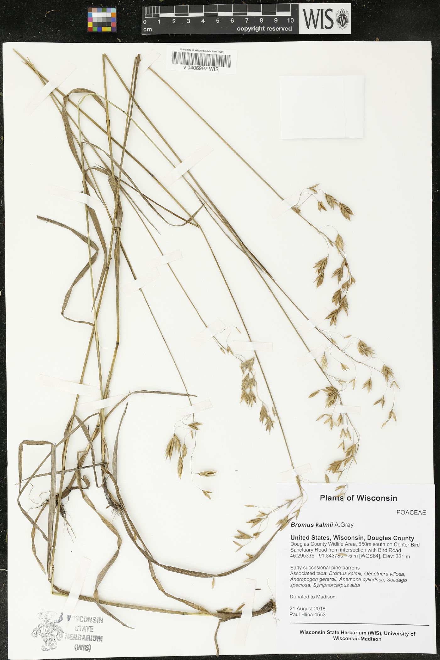 Bromus kalmii image