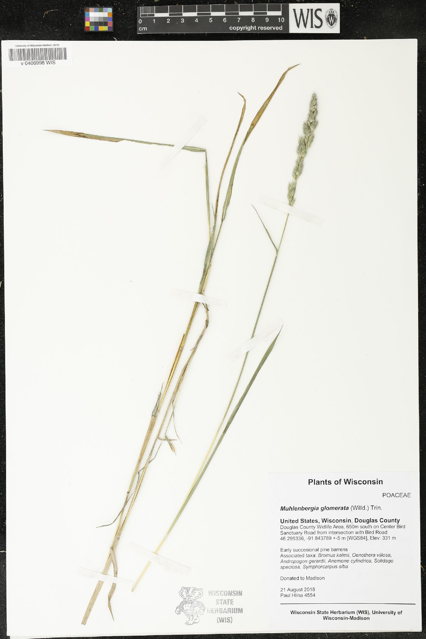 Muhlenbergia glomerata image