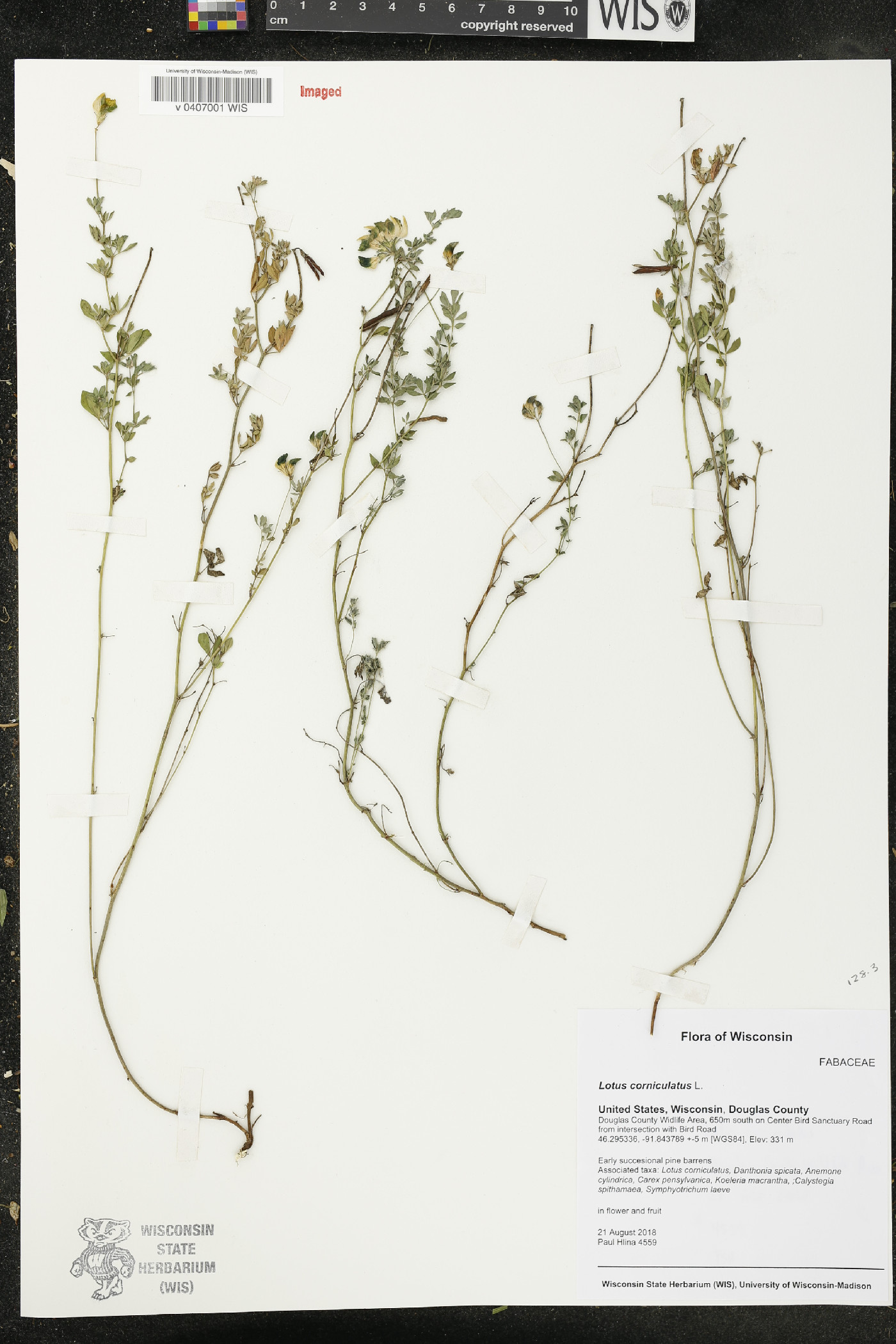 Lotus corniculatus image