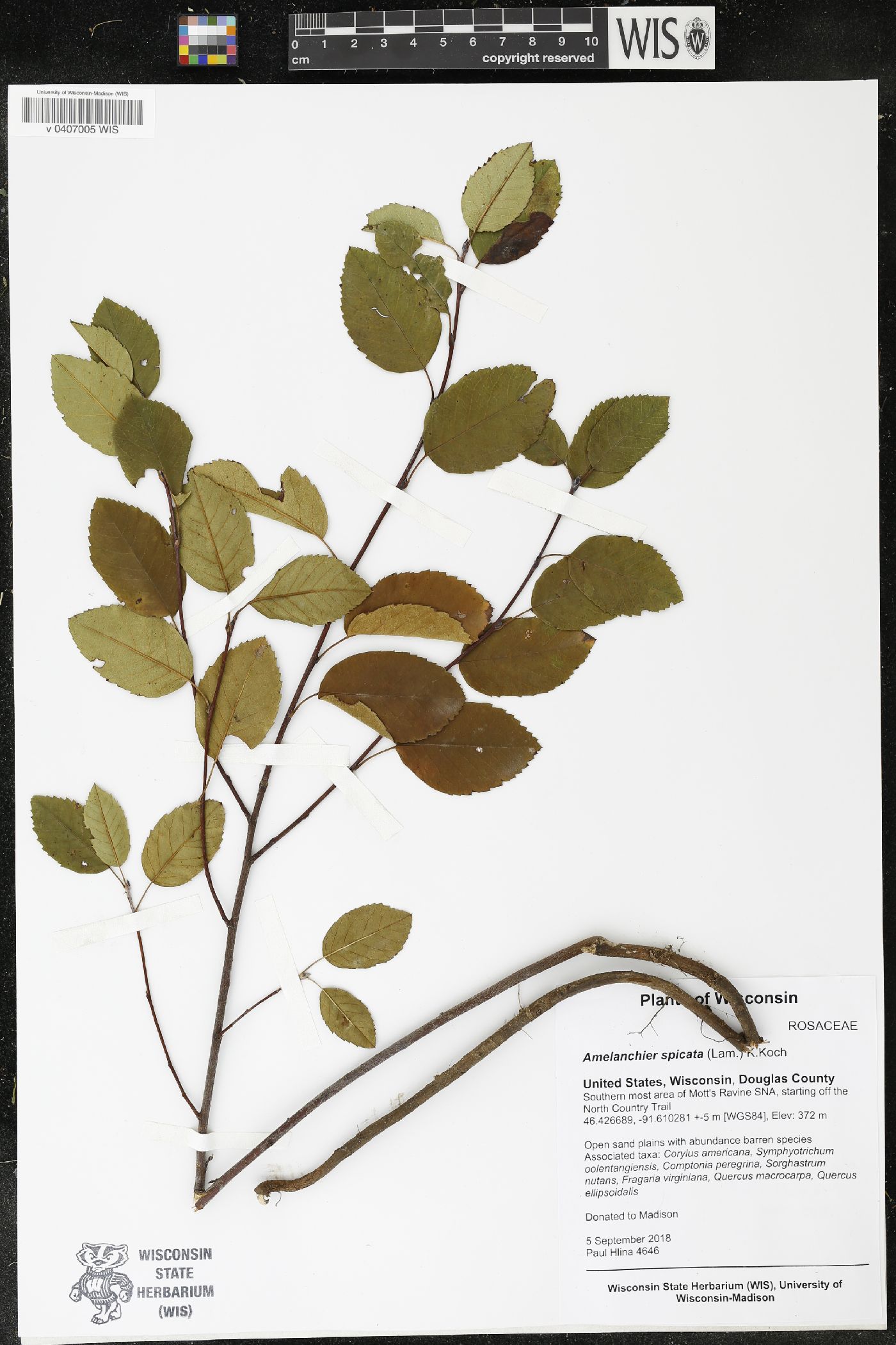Amelanchier spicata image