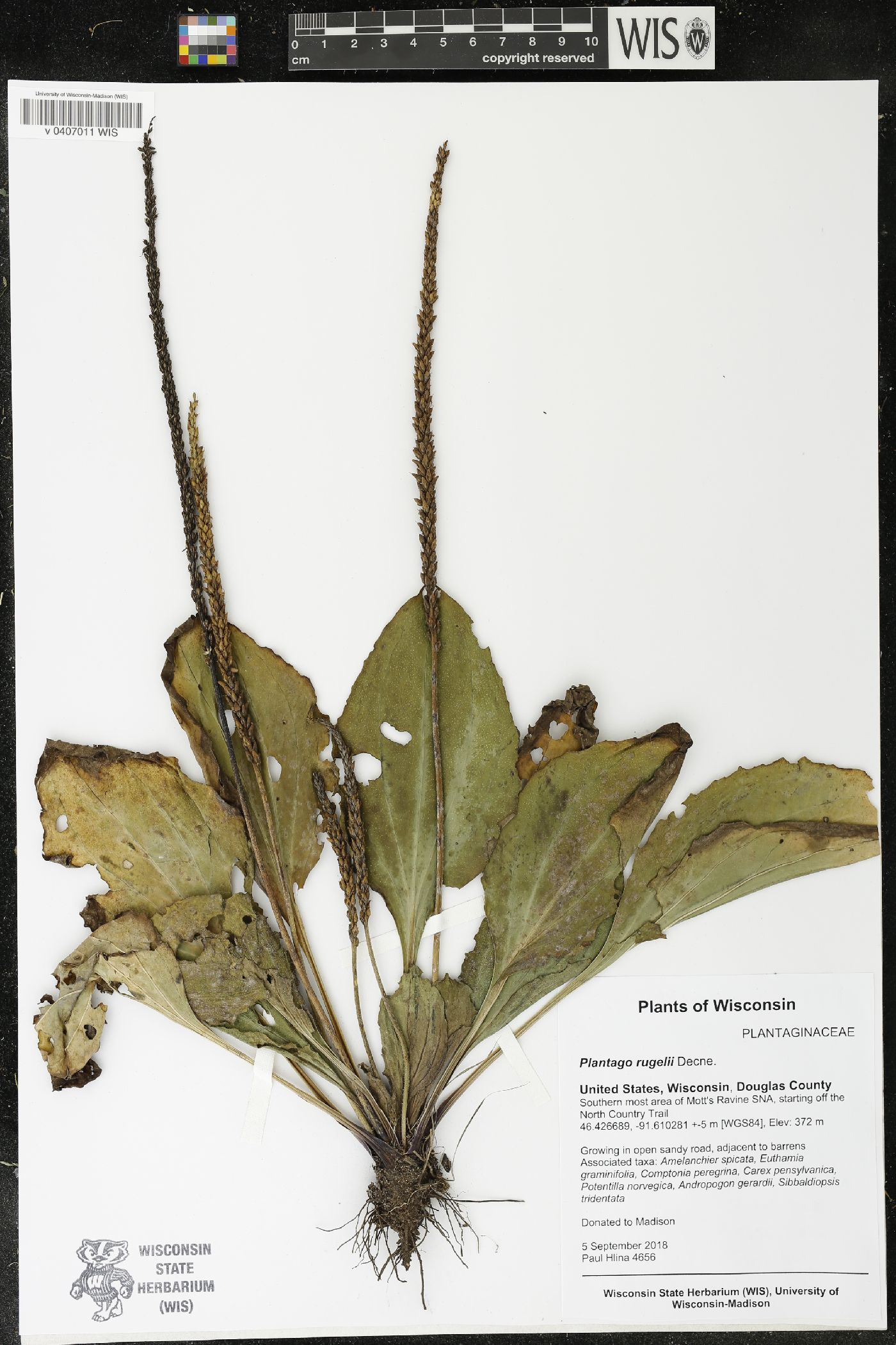 Plantago rugelii image