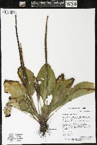 Plantago rugelii image