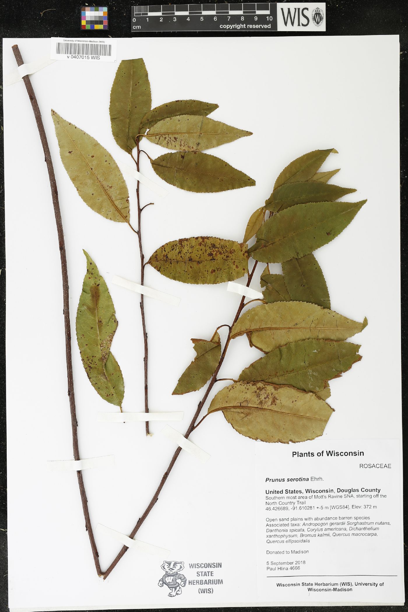 Prunus serotina image