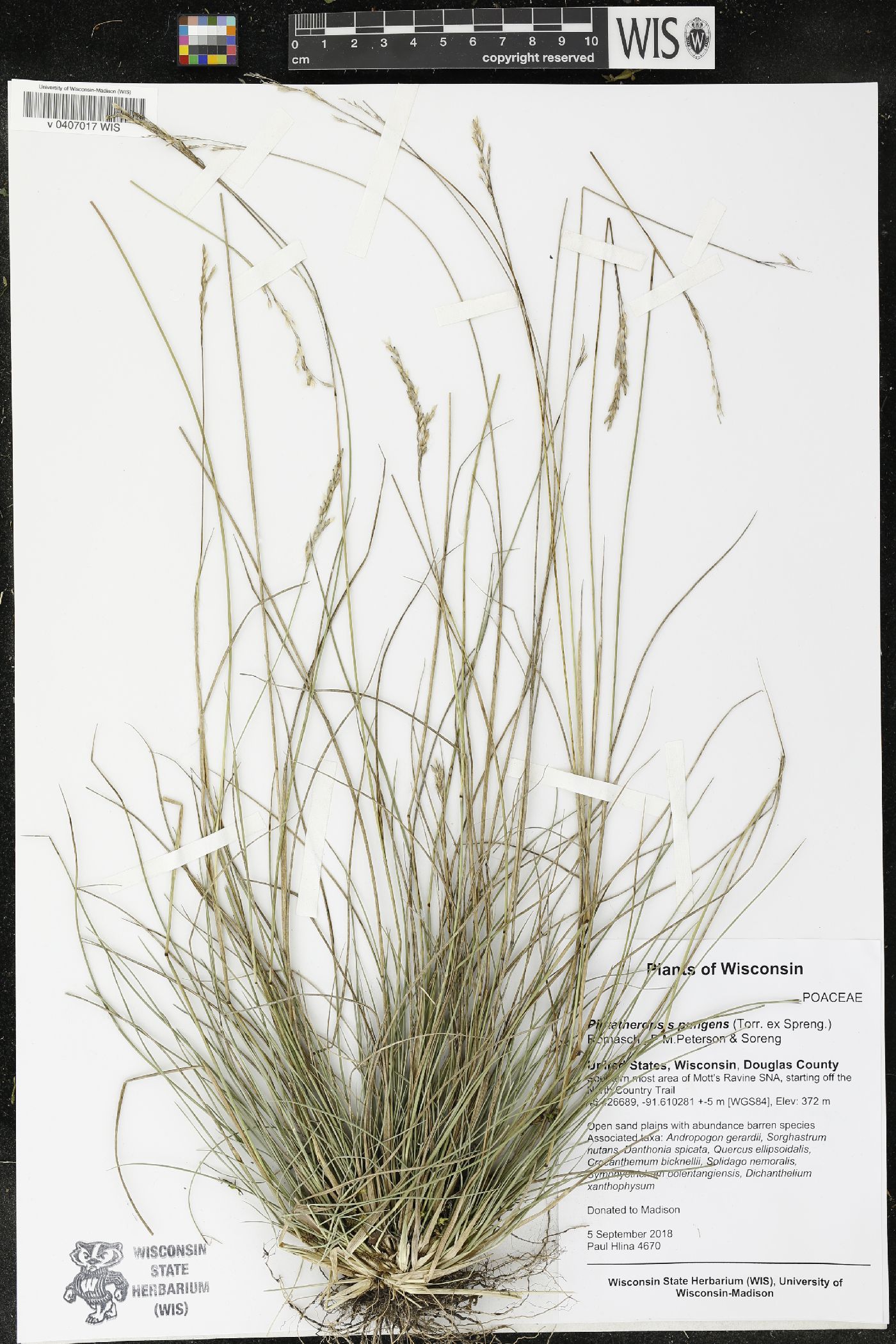 Piptatheropsis pungens image