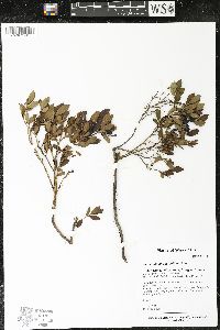 Vaccinium angustifolium image