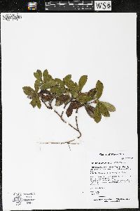 Chimaphila umbellata image