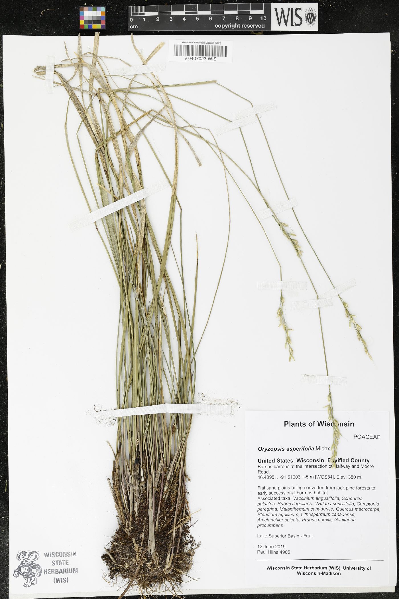 Oryzopsis asperifolia image