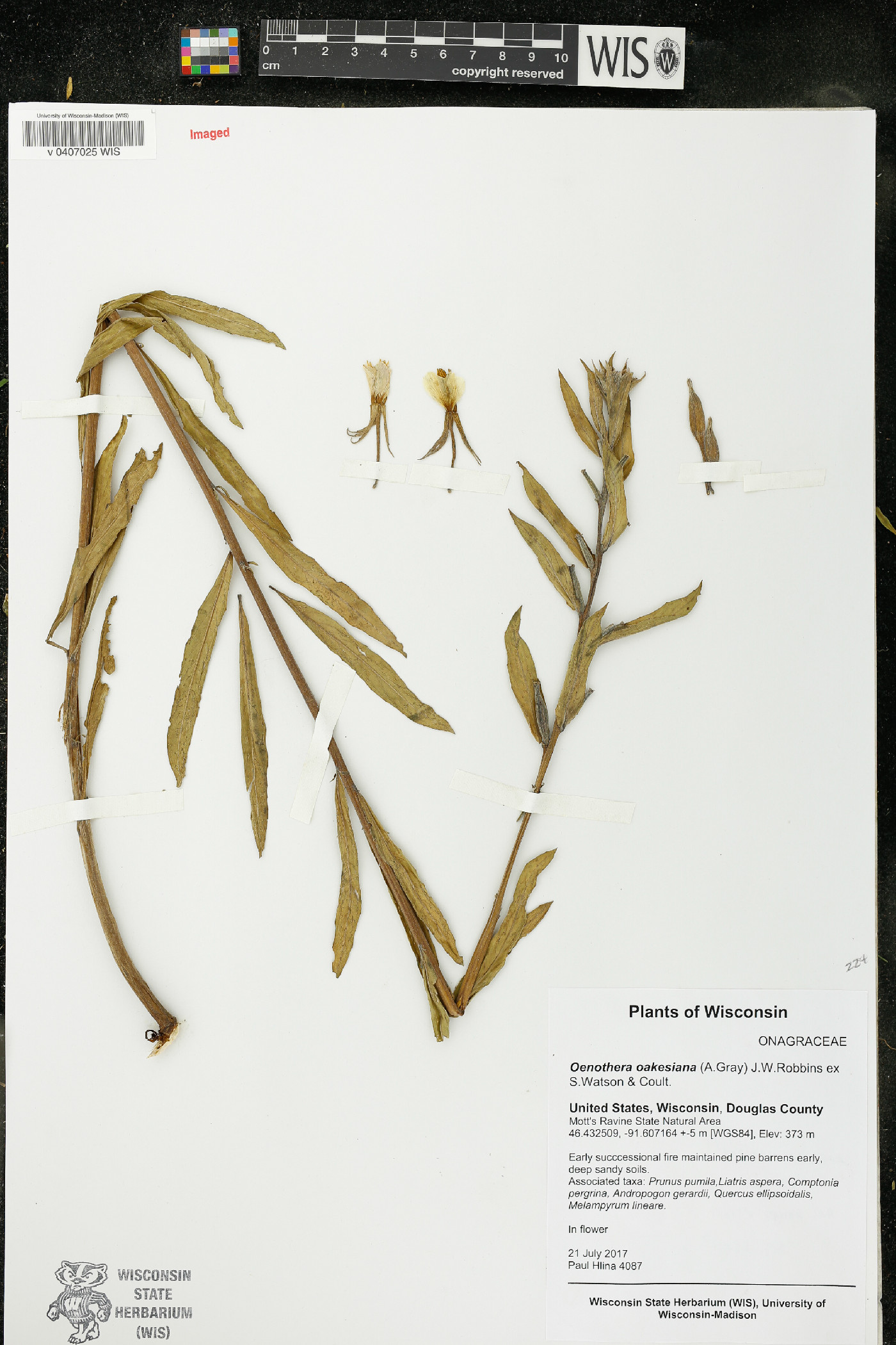 Oenothera oakesiana image