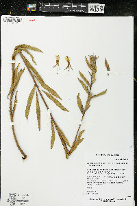 Oenothera oakesiana image