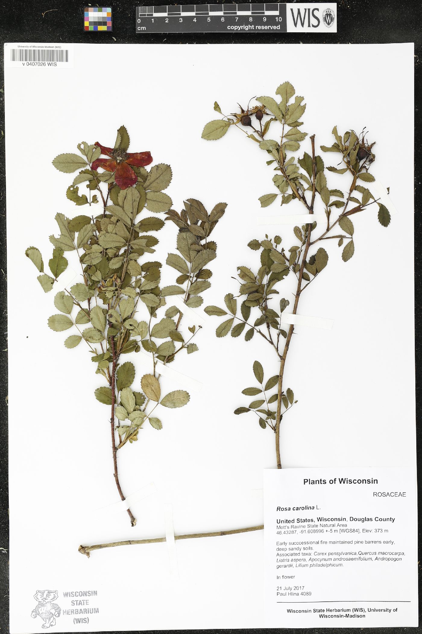 Rosa carolina image
