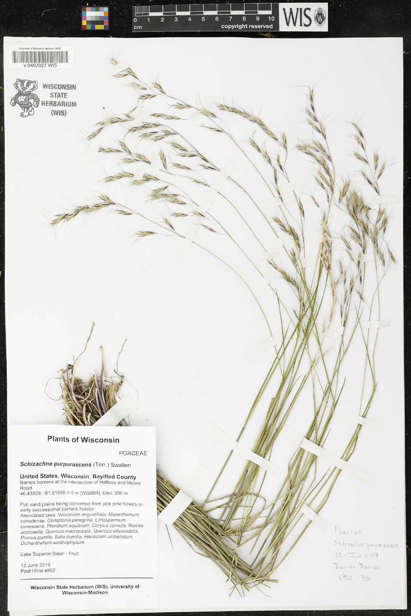 Schizachne purpurascens image