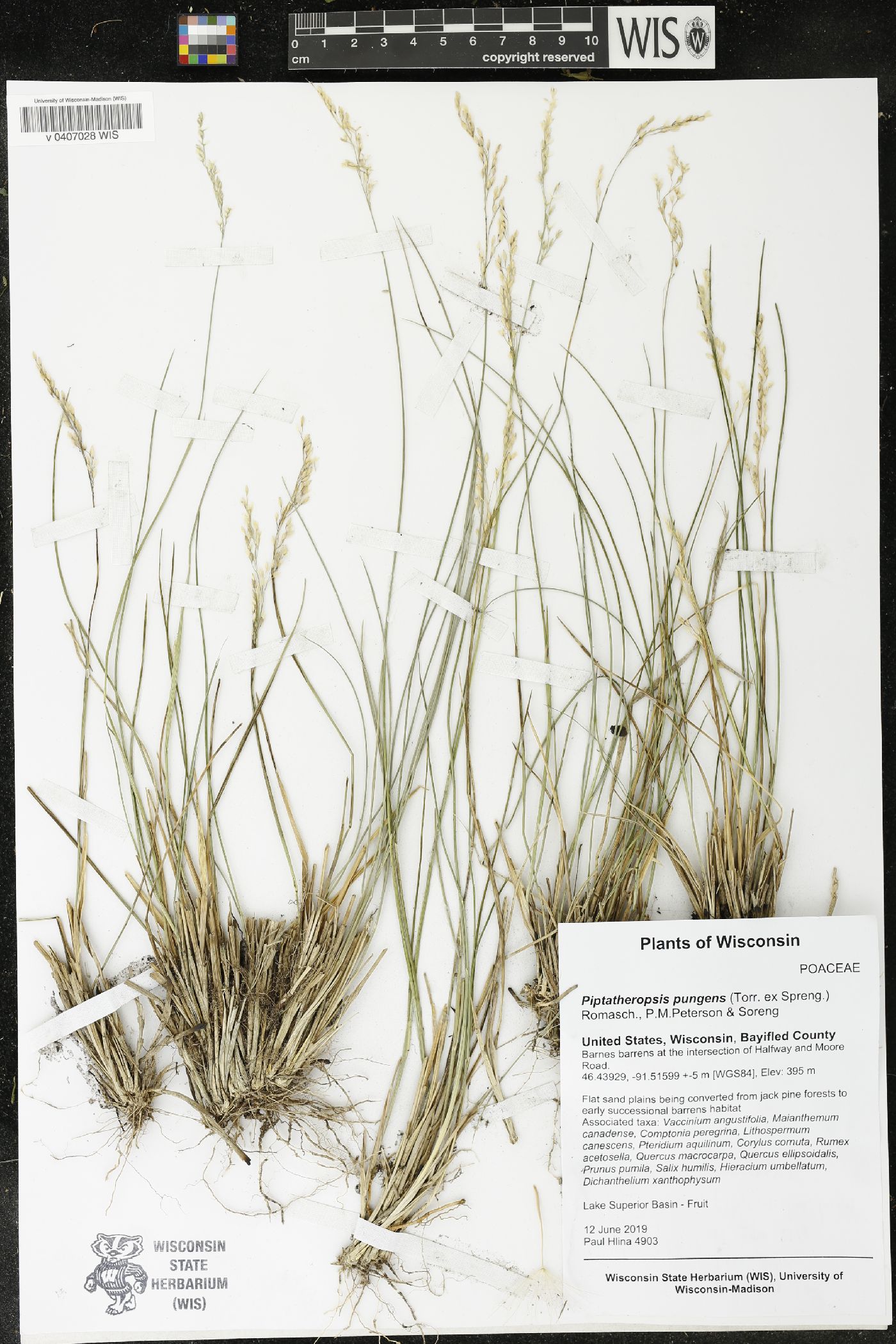 Piptatheropsis pungens image