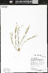 Polygala polygama image