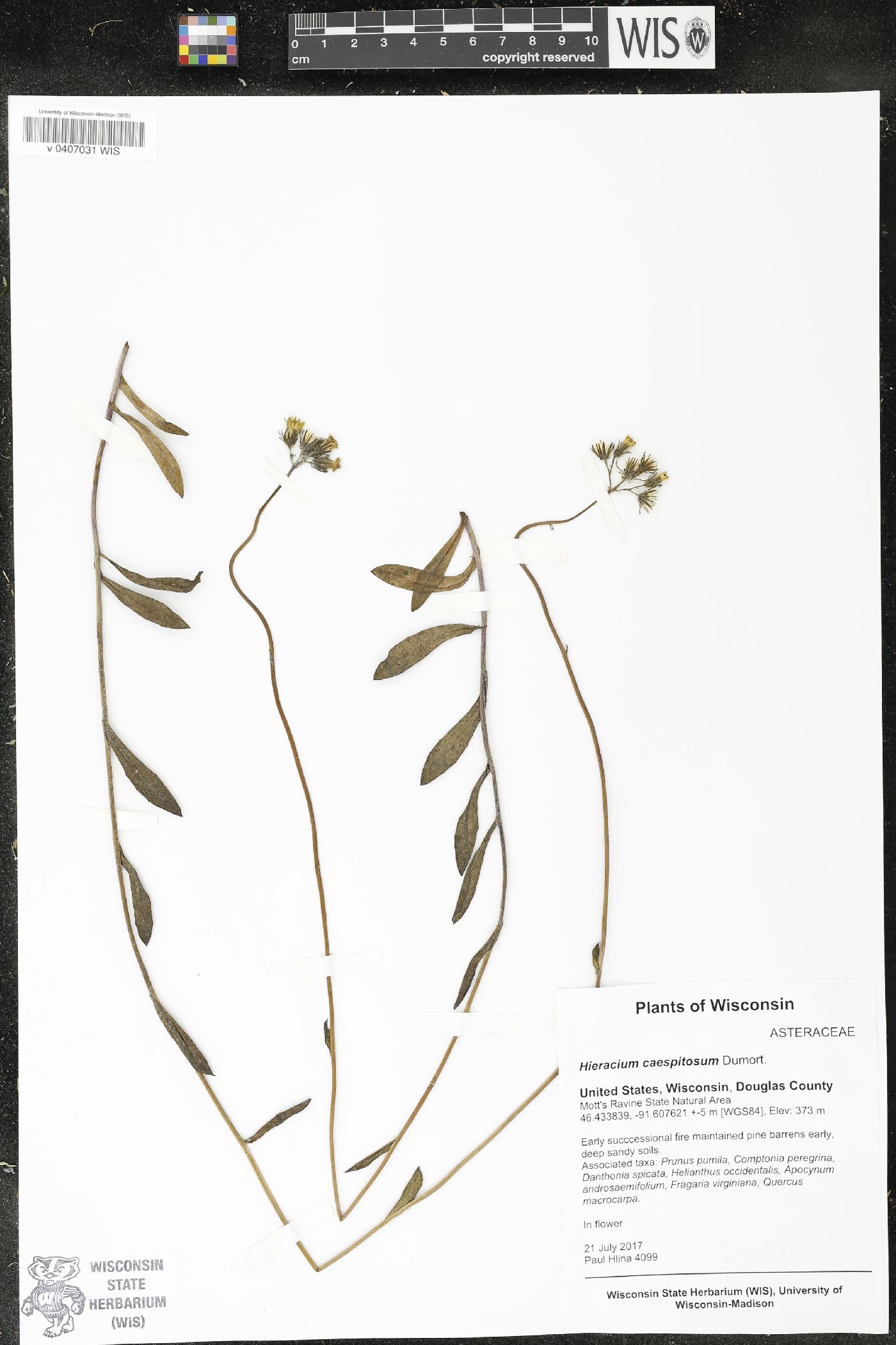 Hieracium caespitosum image