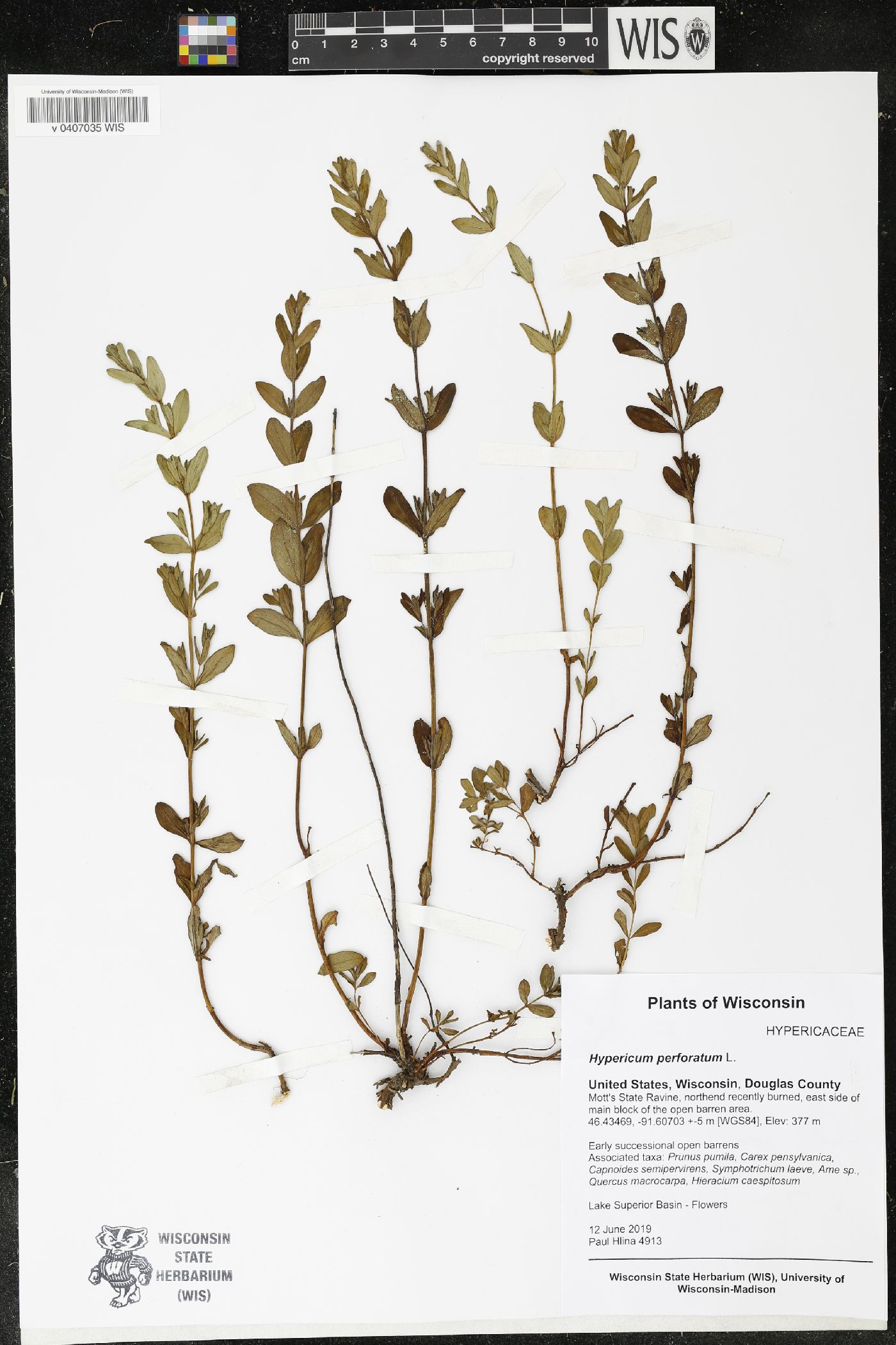 Hypericum perforatum image