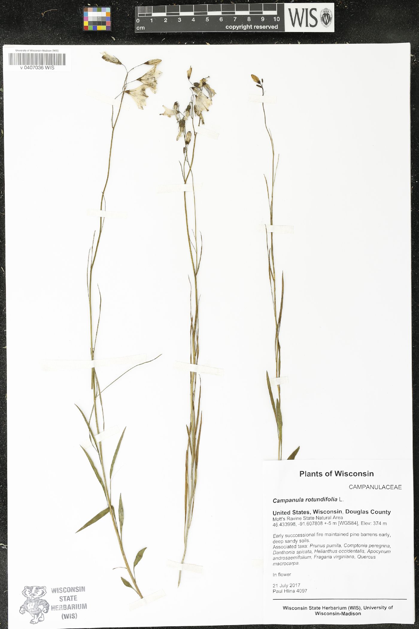 Campanula rotundifolia image