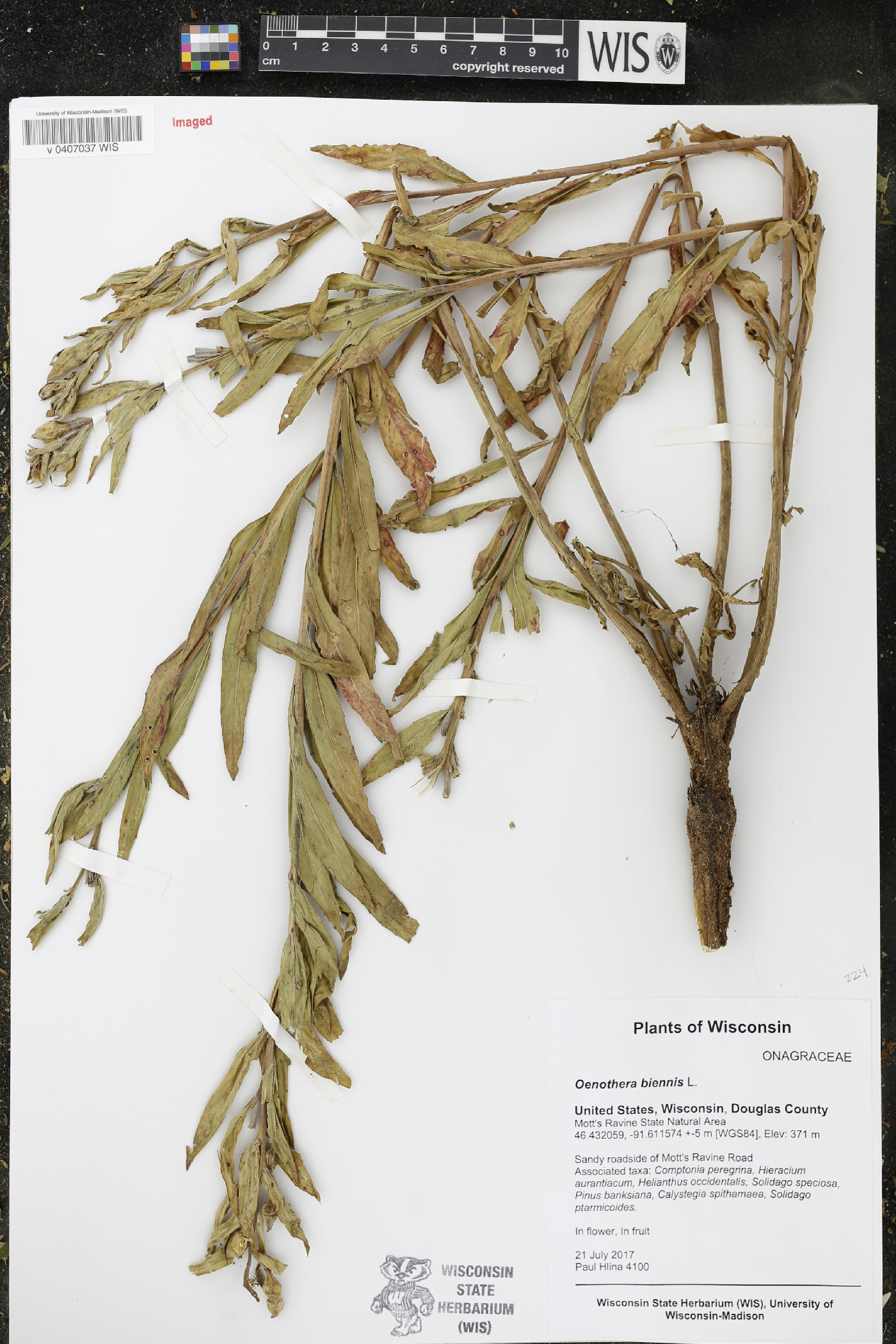 Oenothera biennis image