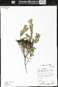Ceanothus herbaceus image