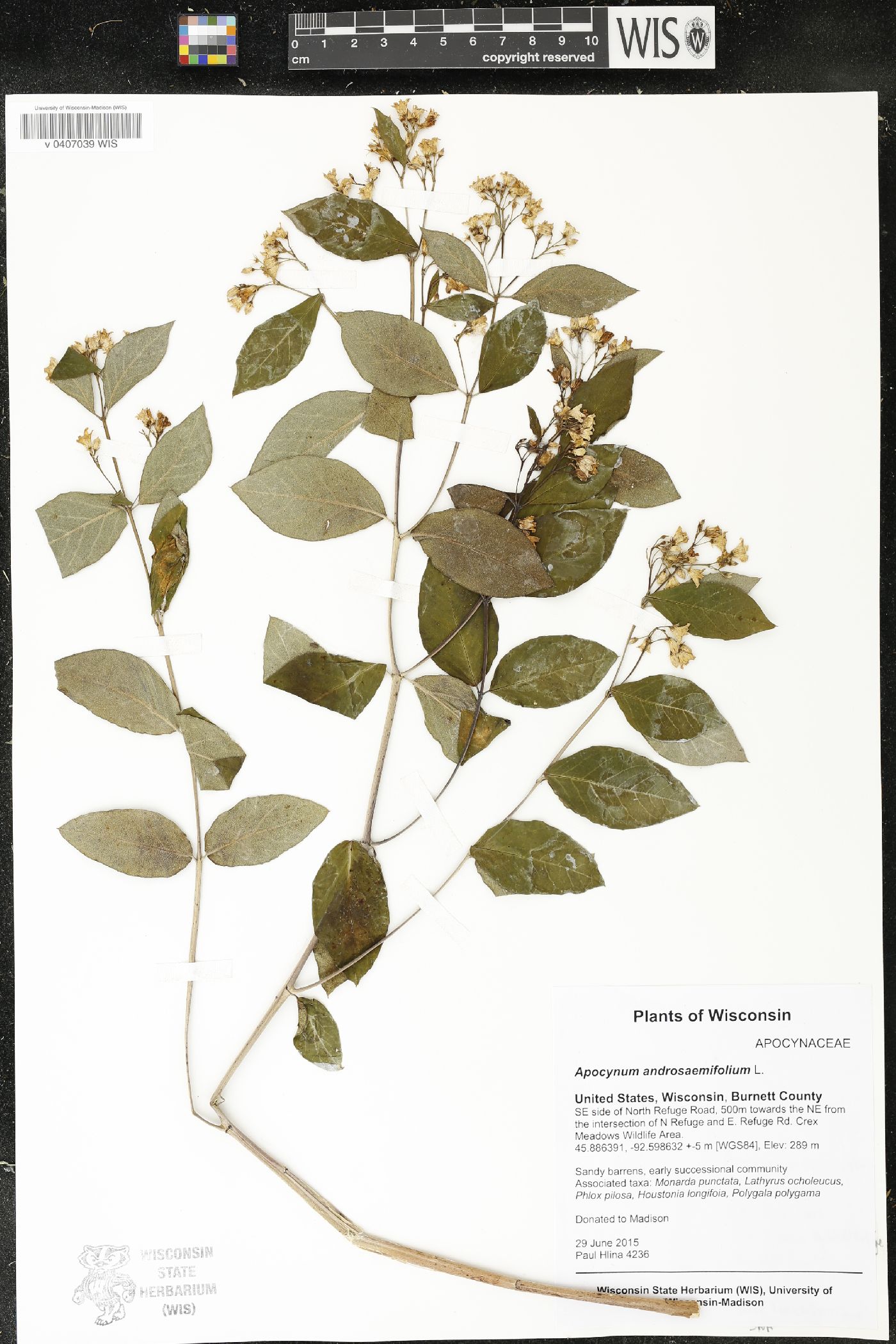 Apocynum androsaemifolium image