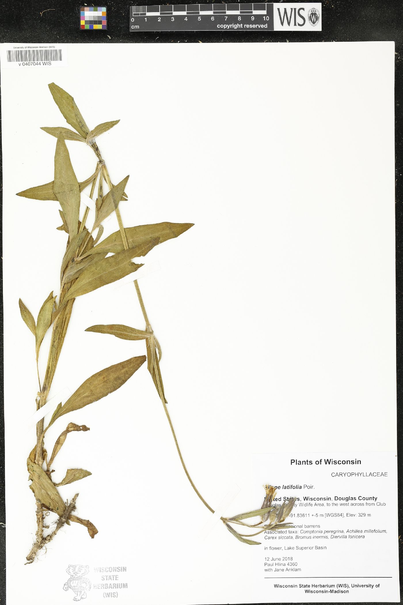 Silene latifolia image