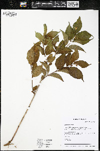 Diervilla lonicera image