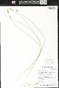 Carex siccata image