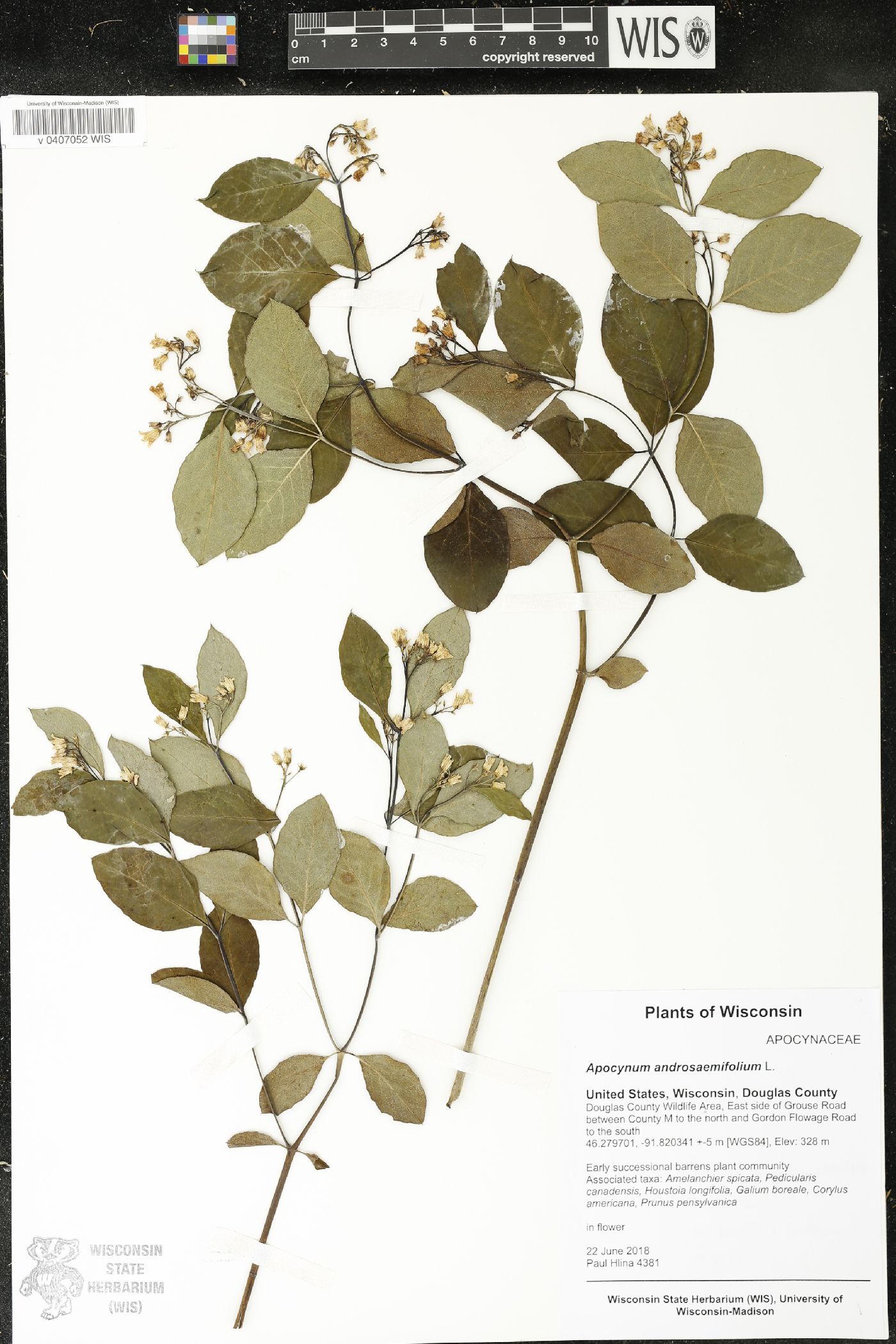 Apocynum androsaemifolium image