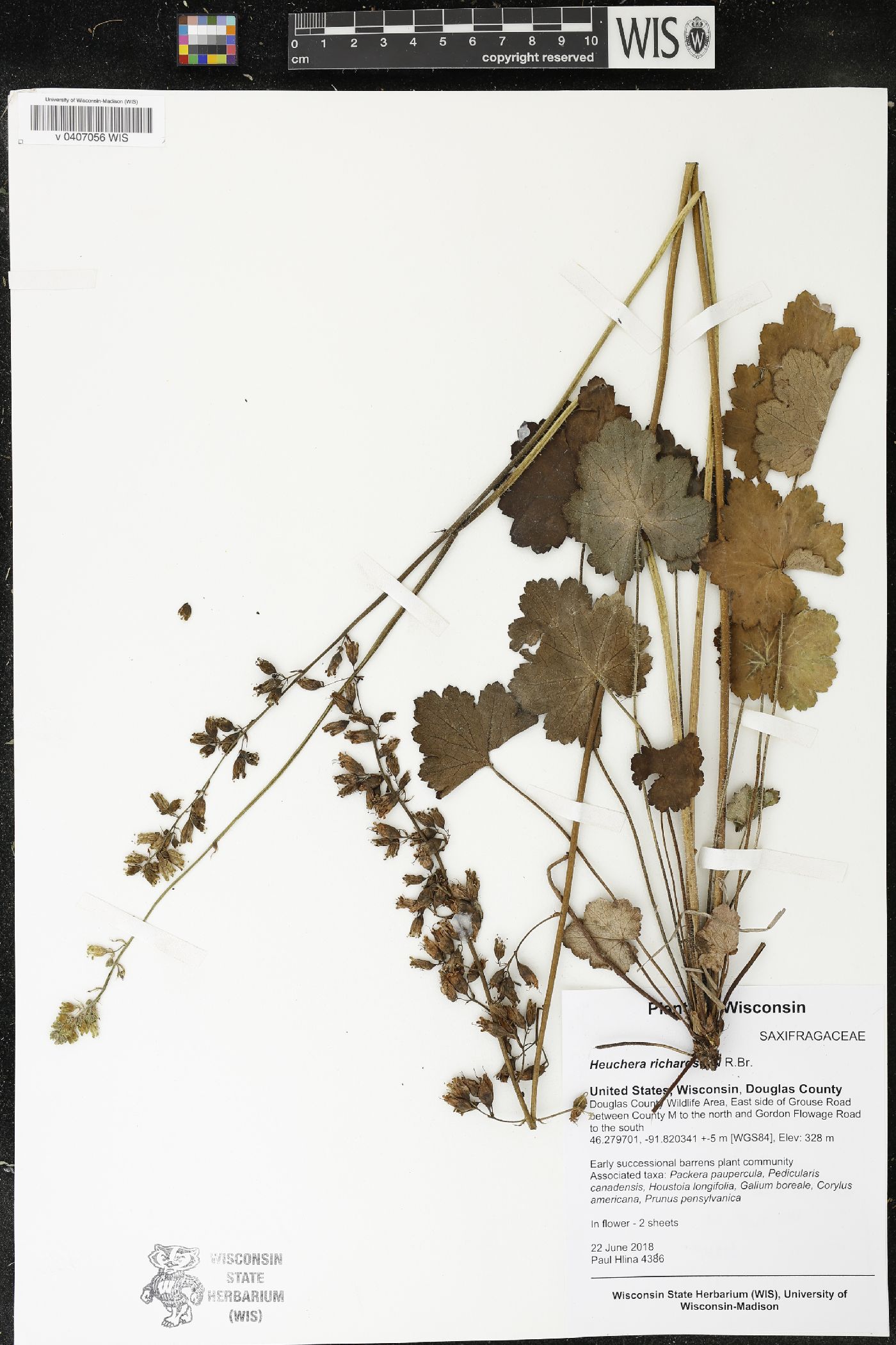 Heuchera richardsonii image