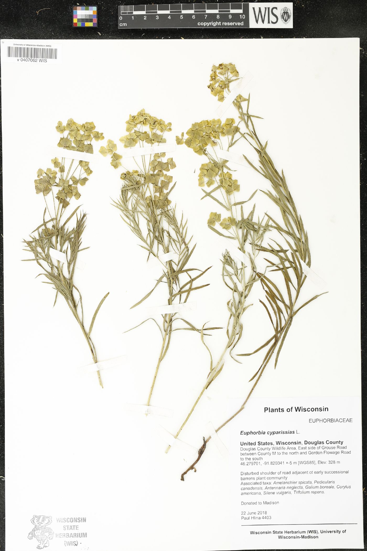 Euphorbia cyparissias image
