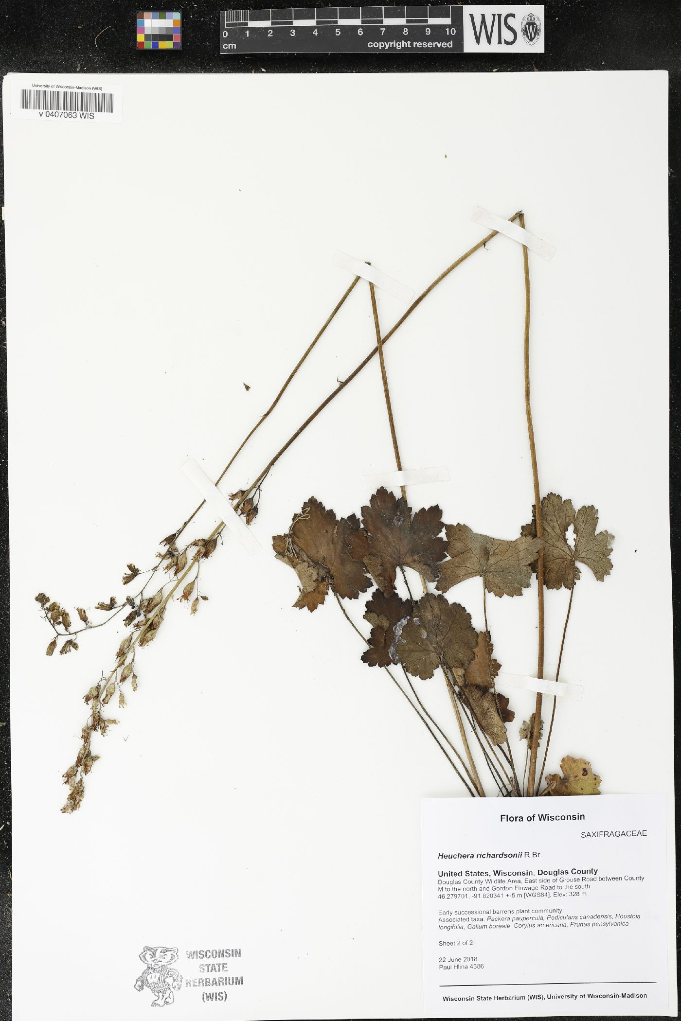 Heuchera richardsonii image