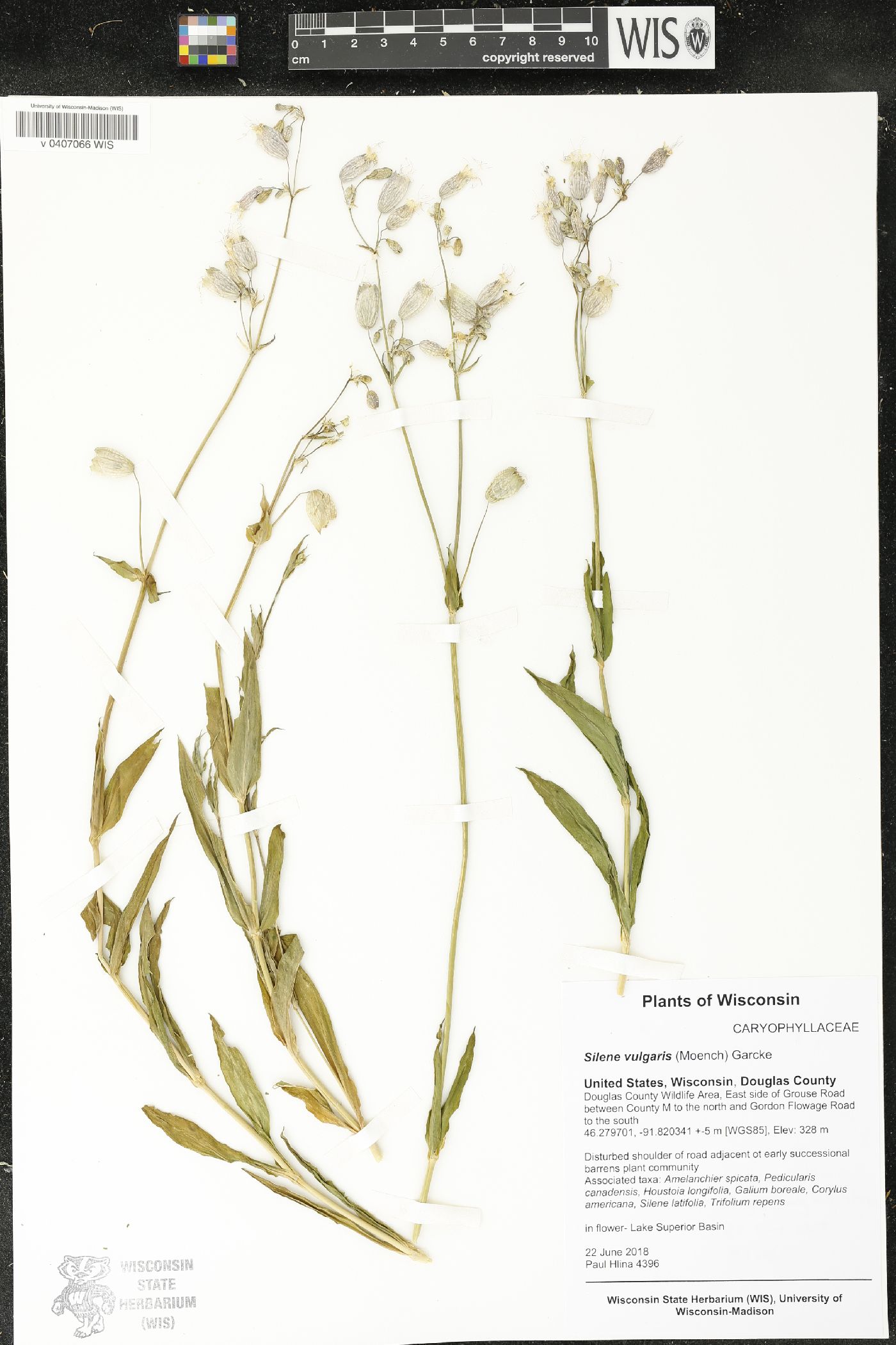 Silene vulgaris image