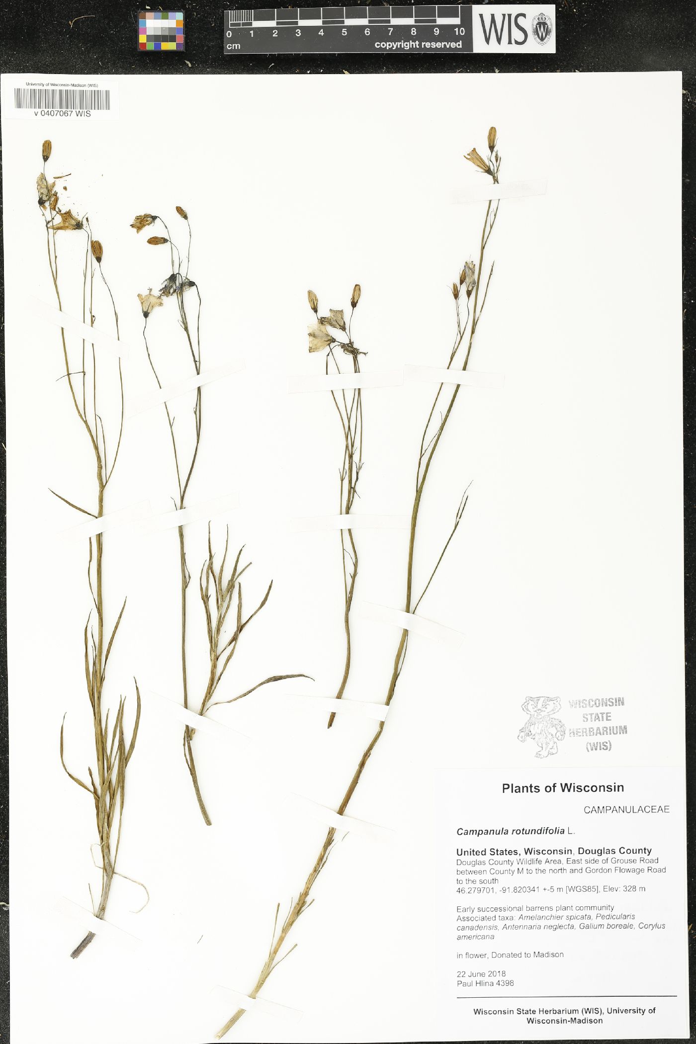Campanula rotundifolia image