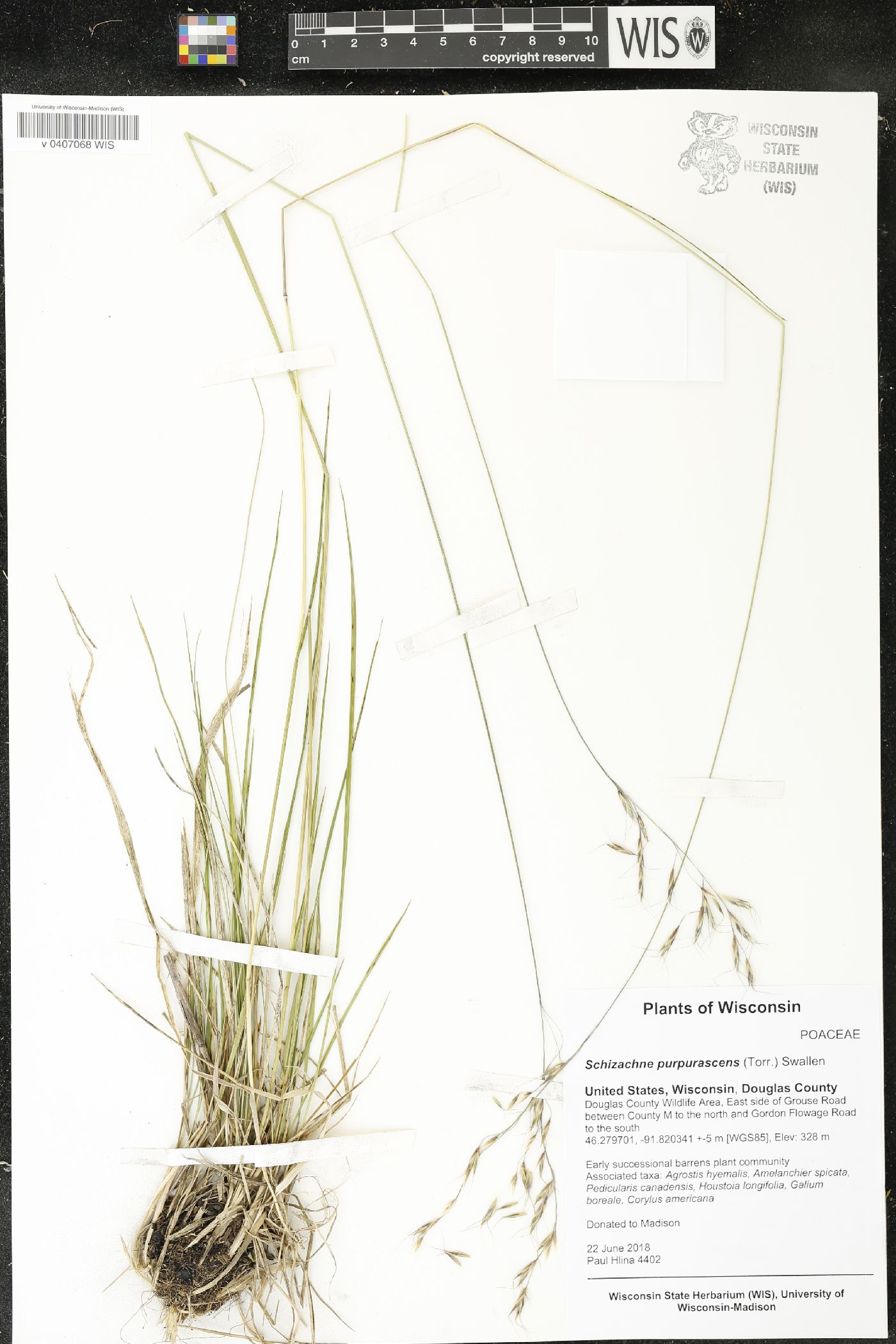Schizachne purpurascens image