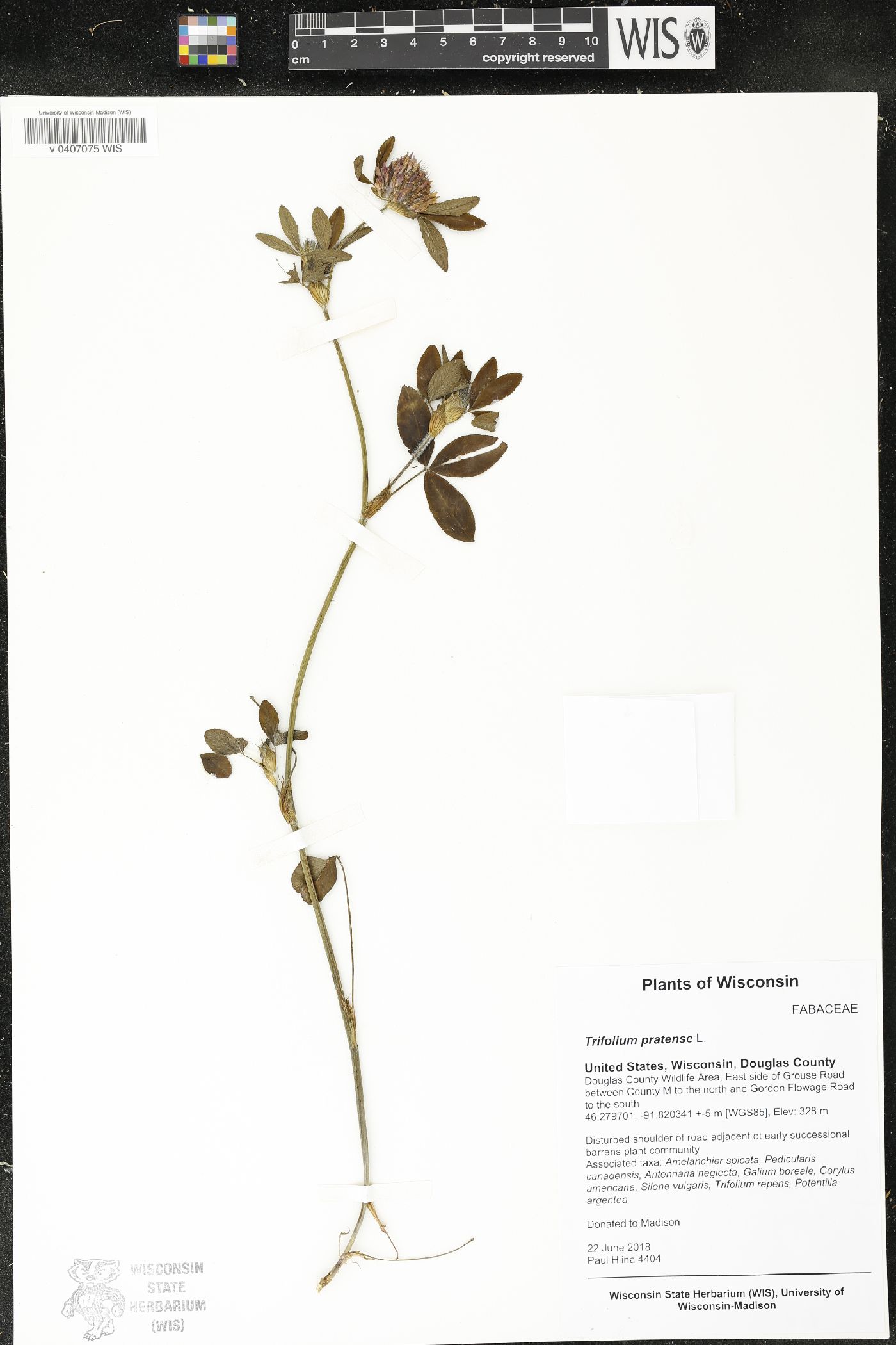 Trifolium pratense image