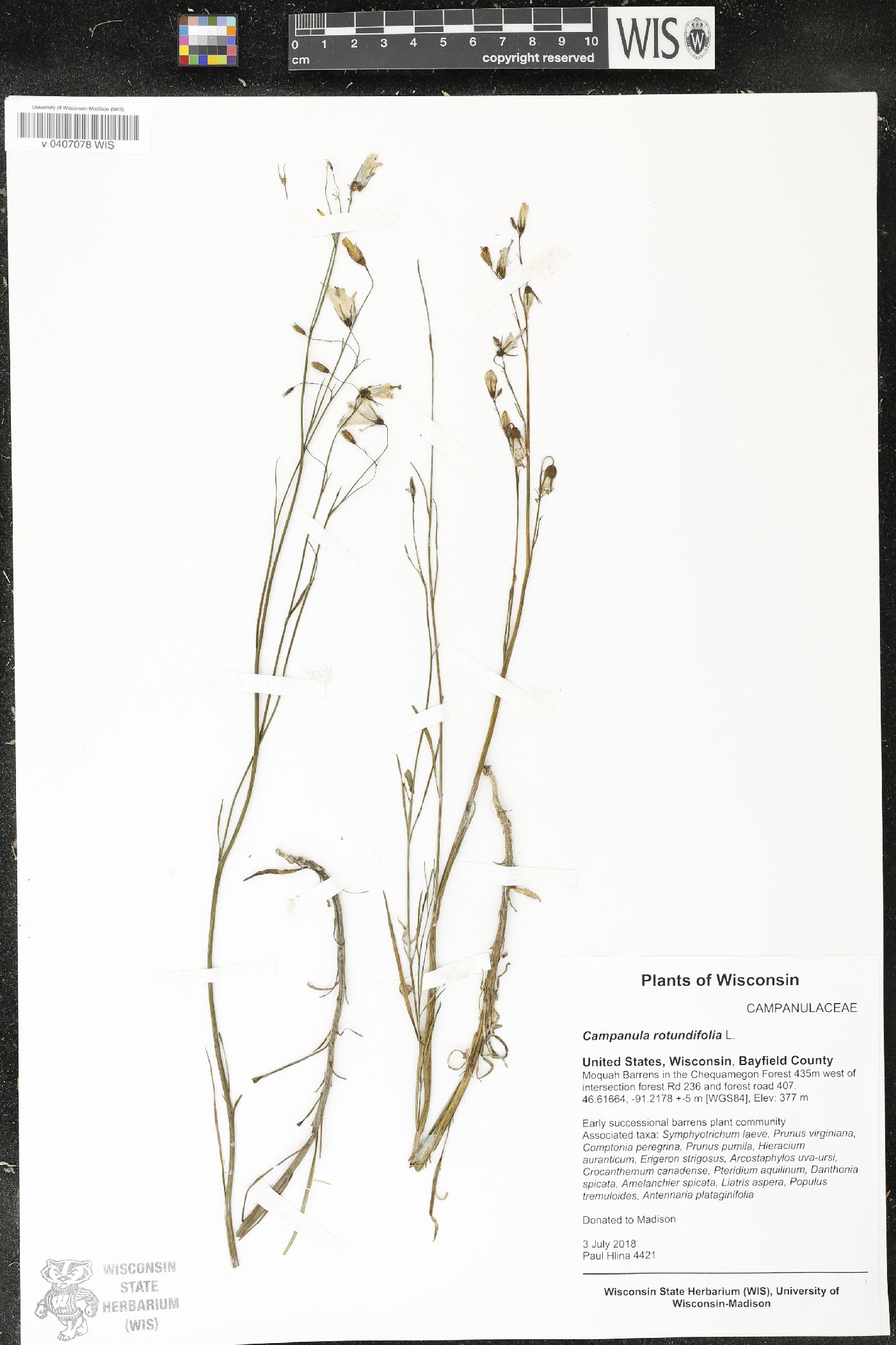 Campanula rotundifolia image