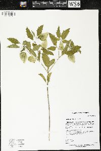 Physalis virginiana image