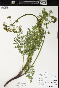 Lomatium multifidum image