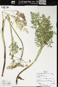 Lomatium multifidum image