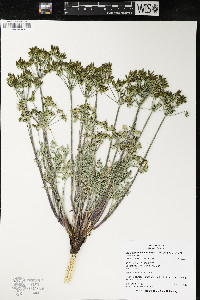 Lomatium macrocarpum image