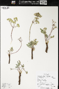 Lomatium foeniculaceum subsp. macdougalii image