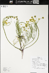 Lomatium bicolor var. leptocarpum image