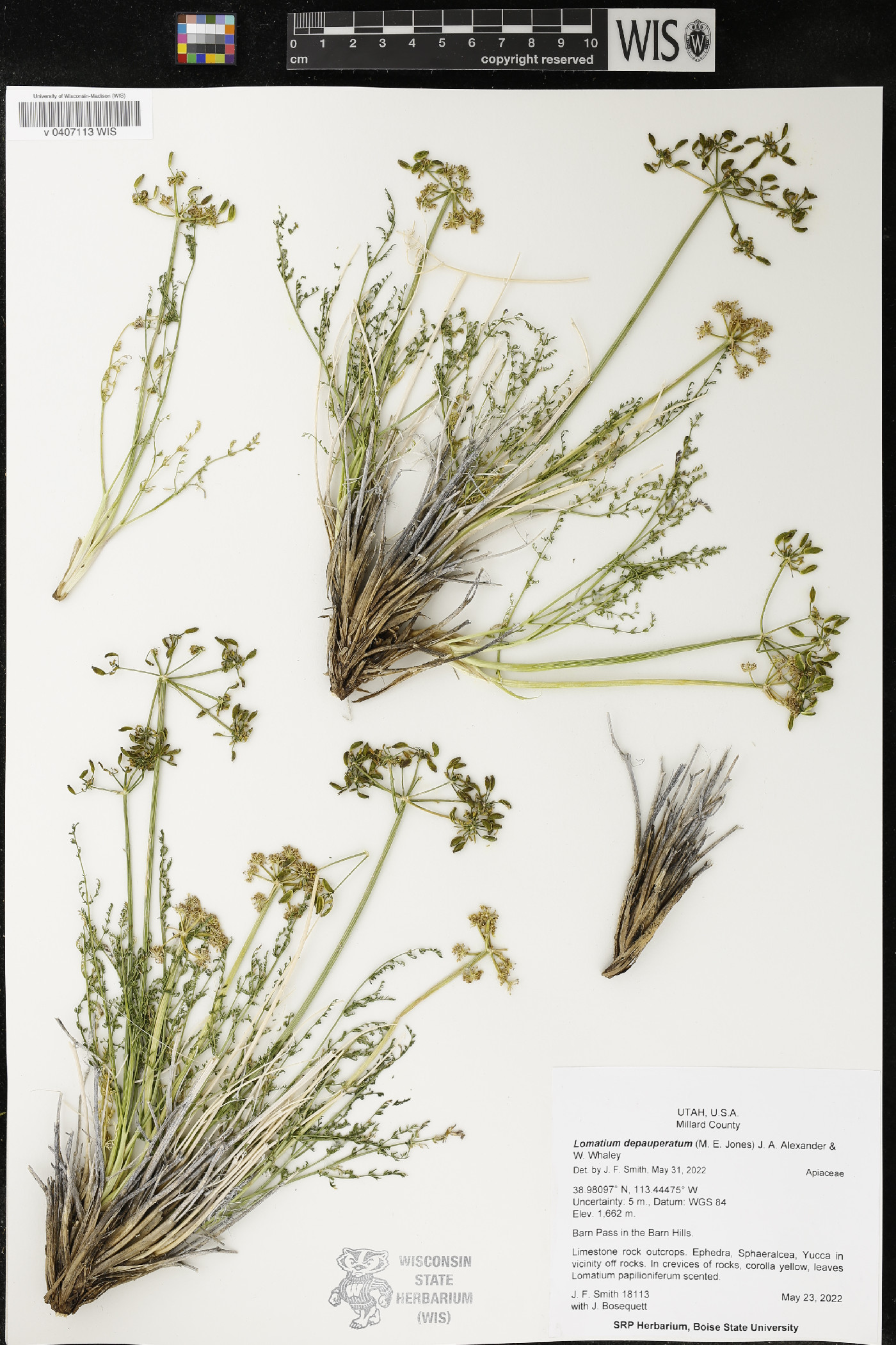 Lomatium depauperatum image